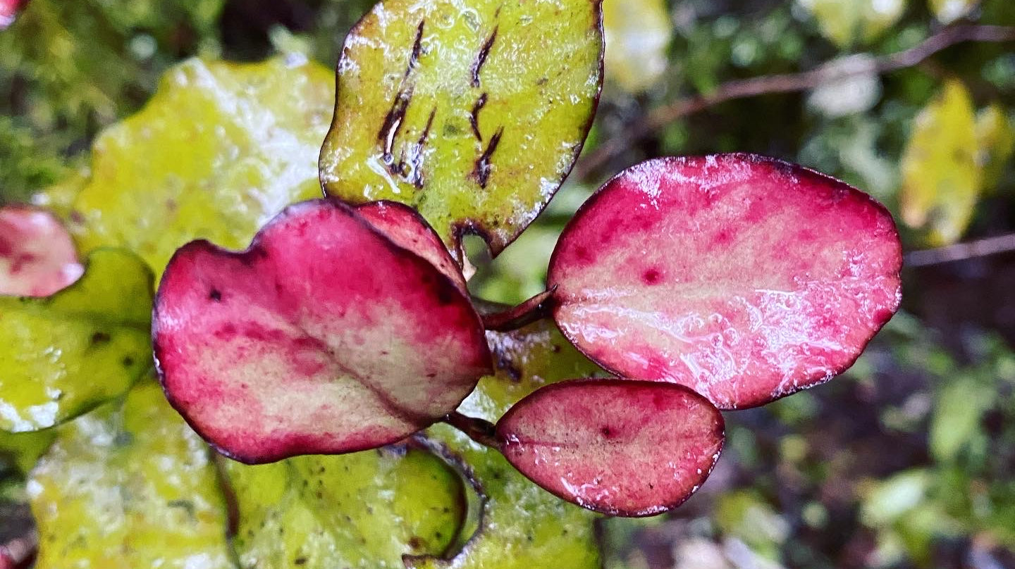 Horopito - Pseudowintera colorata