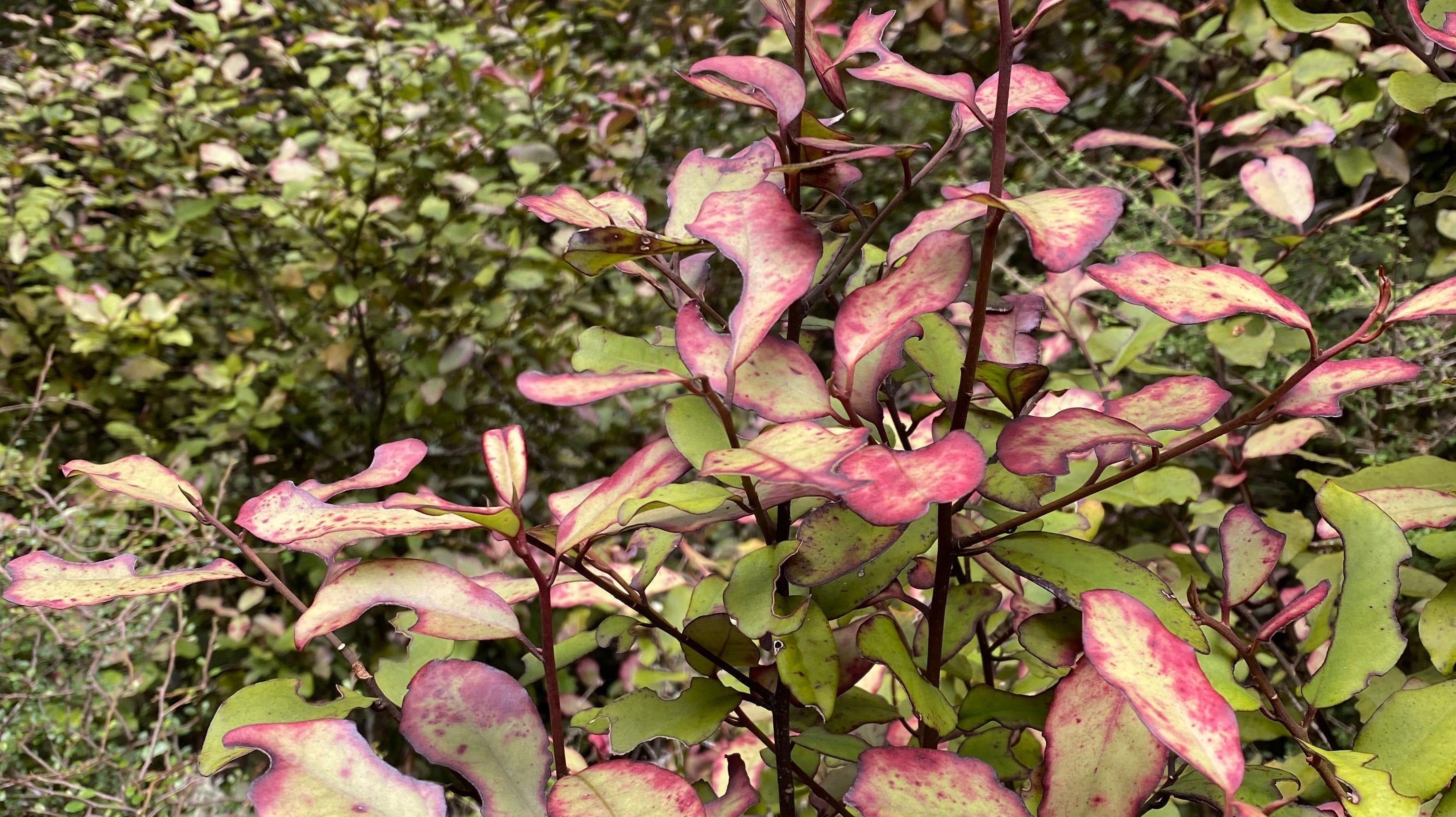 Horopito Plant