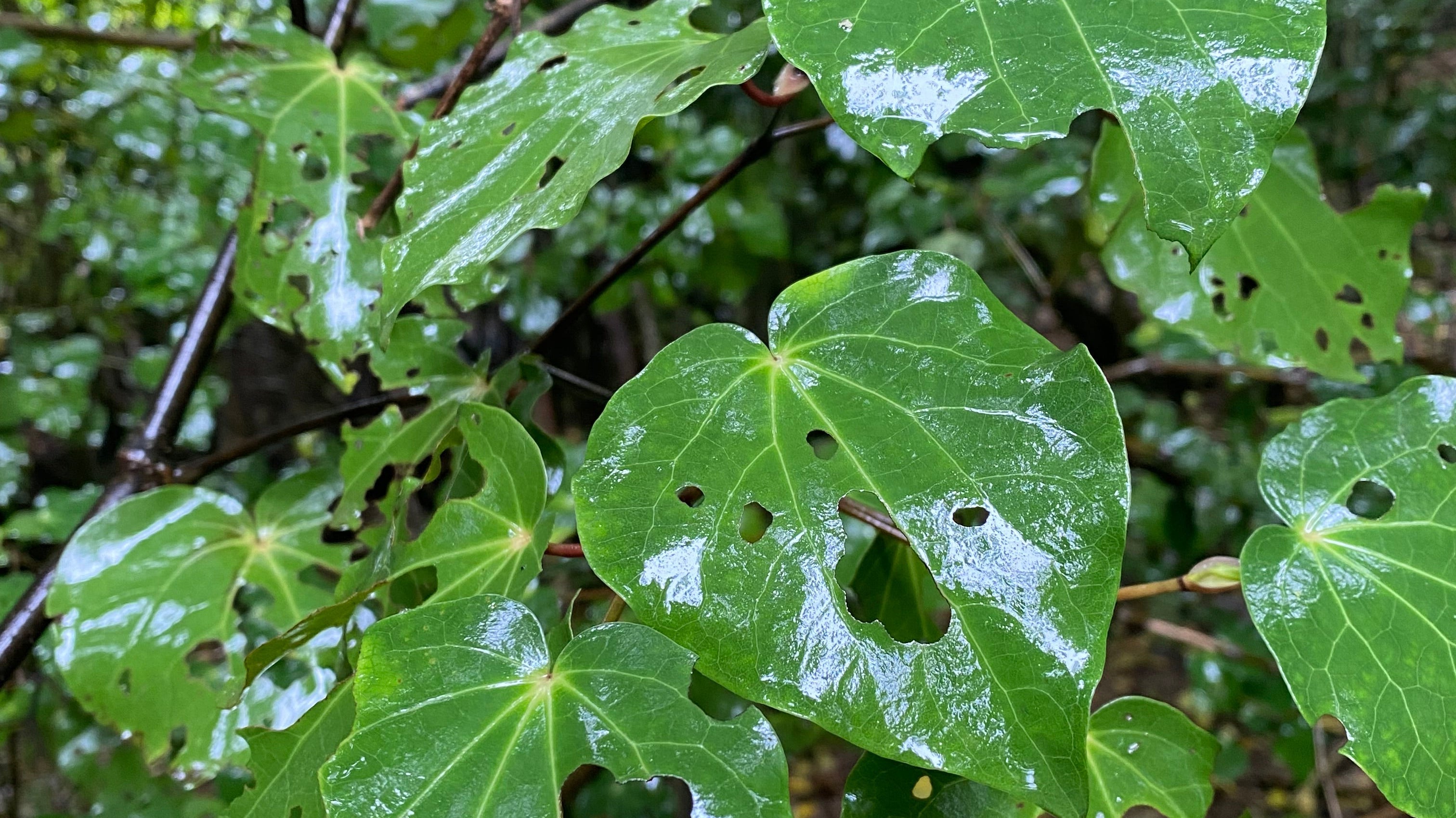 All about Kawakawa Tea: Why it’s beneficial for your health.