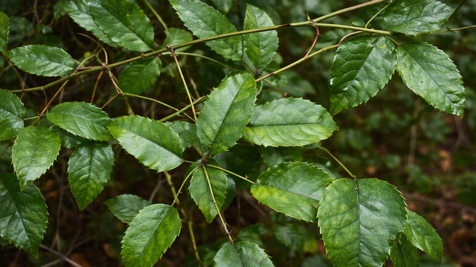 Tātarāmoa: The Wild Bush Lawyer of Aotearoa