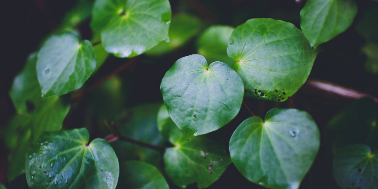 Rongoā Māori Tea
