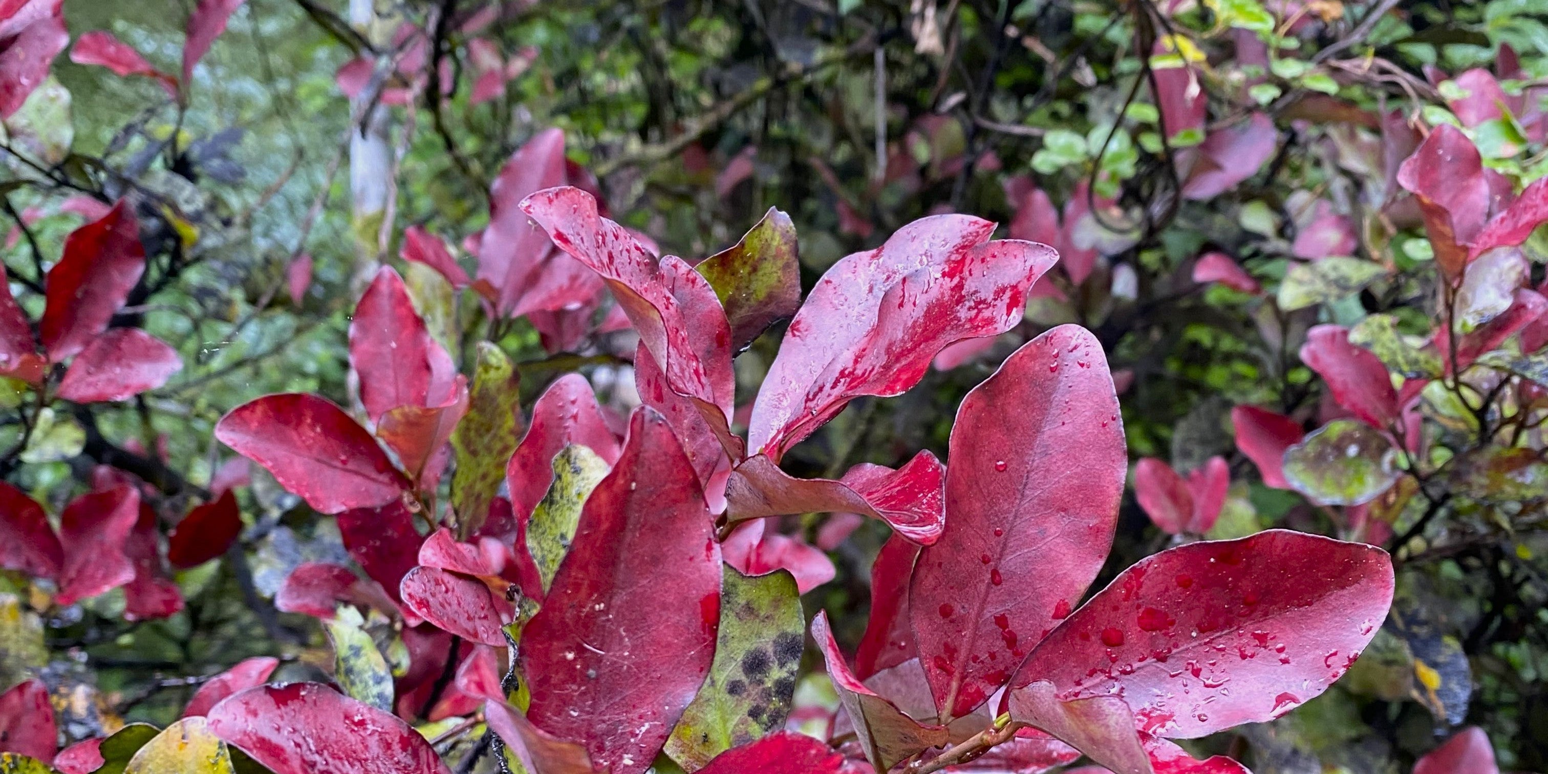 NZ Botanical Inspired