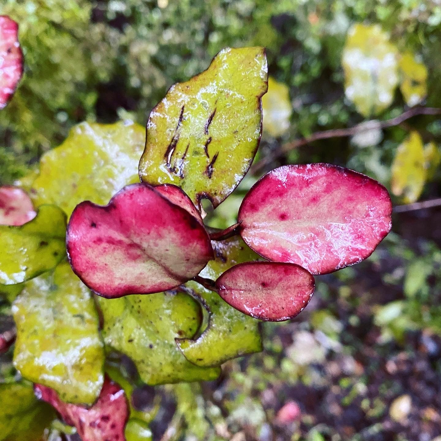 Horopito - Pseudowintera colorata