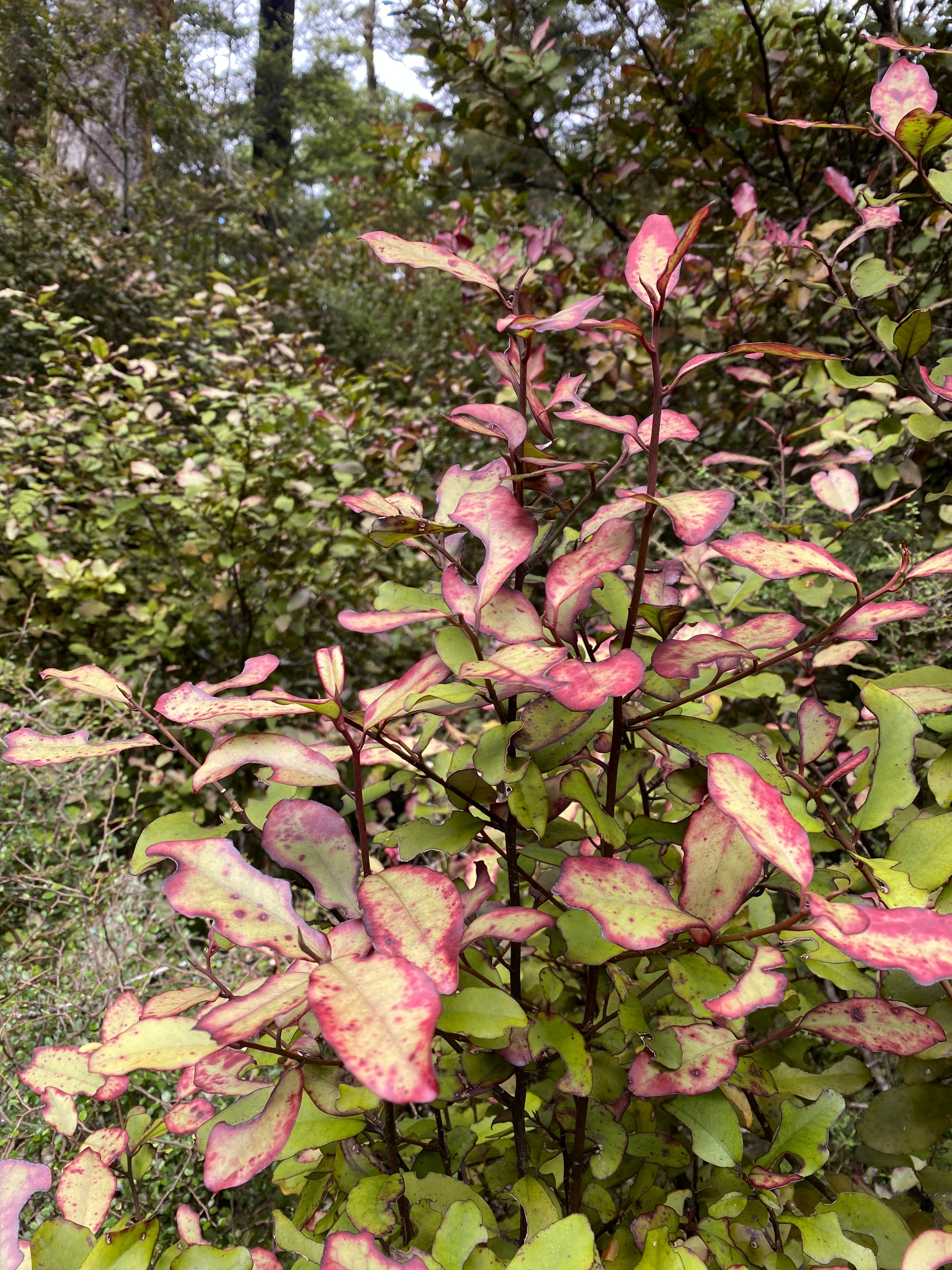 Horopito: New Zealand's Ancient Pepper Tree