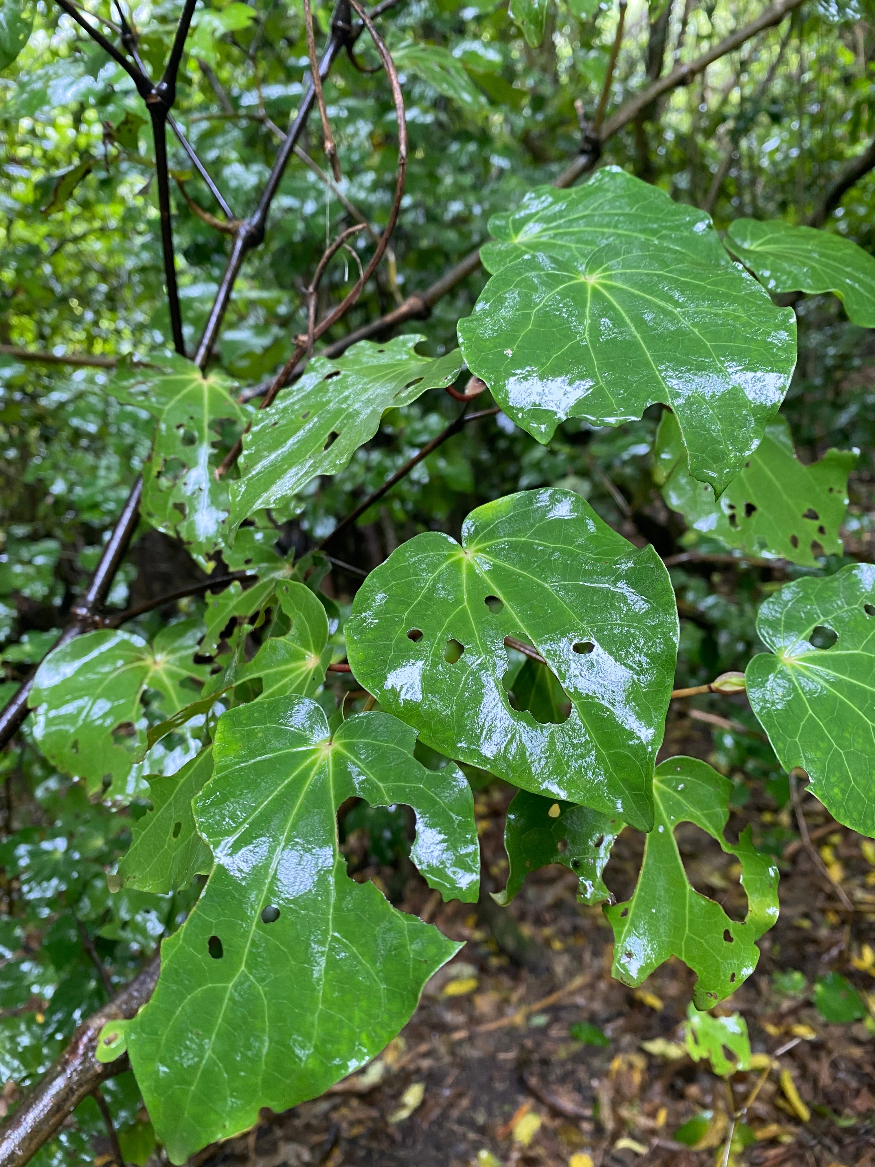 All about Kawakawa Tea: Why it’s beneficial for your health.