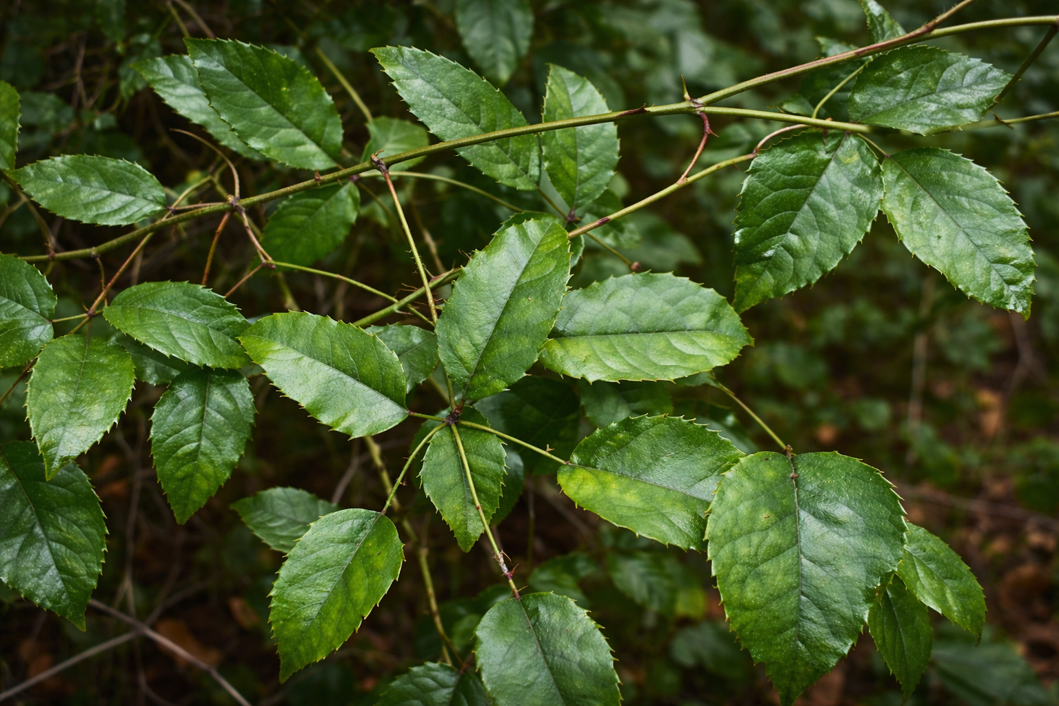 Tātarāmoa: The Wild Bush Lawyer of Aotearoa