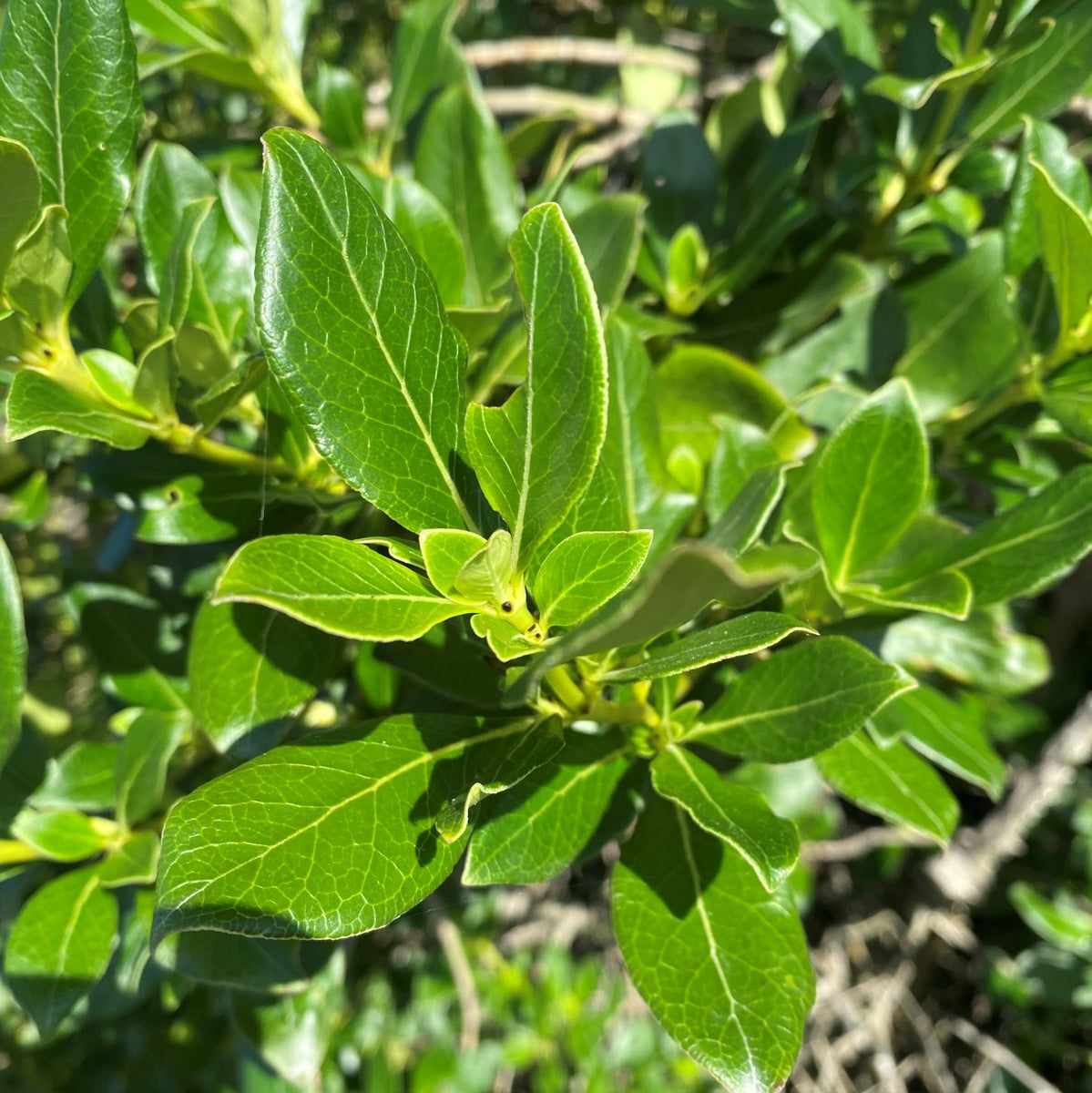 Rongoā Rakau | Ti Ani - Wild & Organic Tea